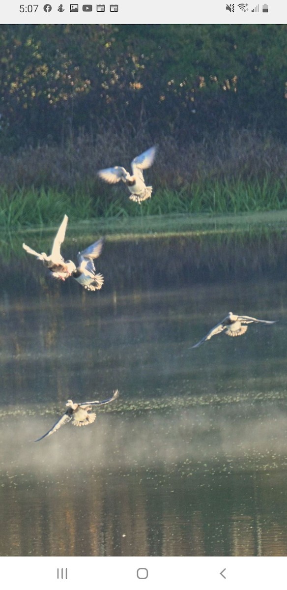 American Wigeon - ML494069901