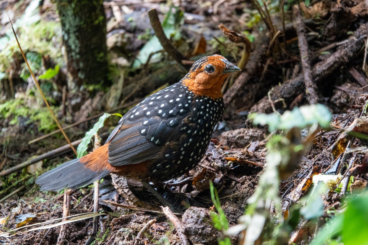 Ocellated Tapaculo - ML494071011