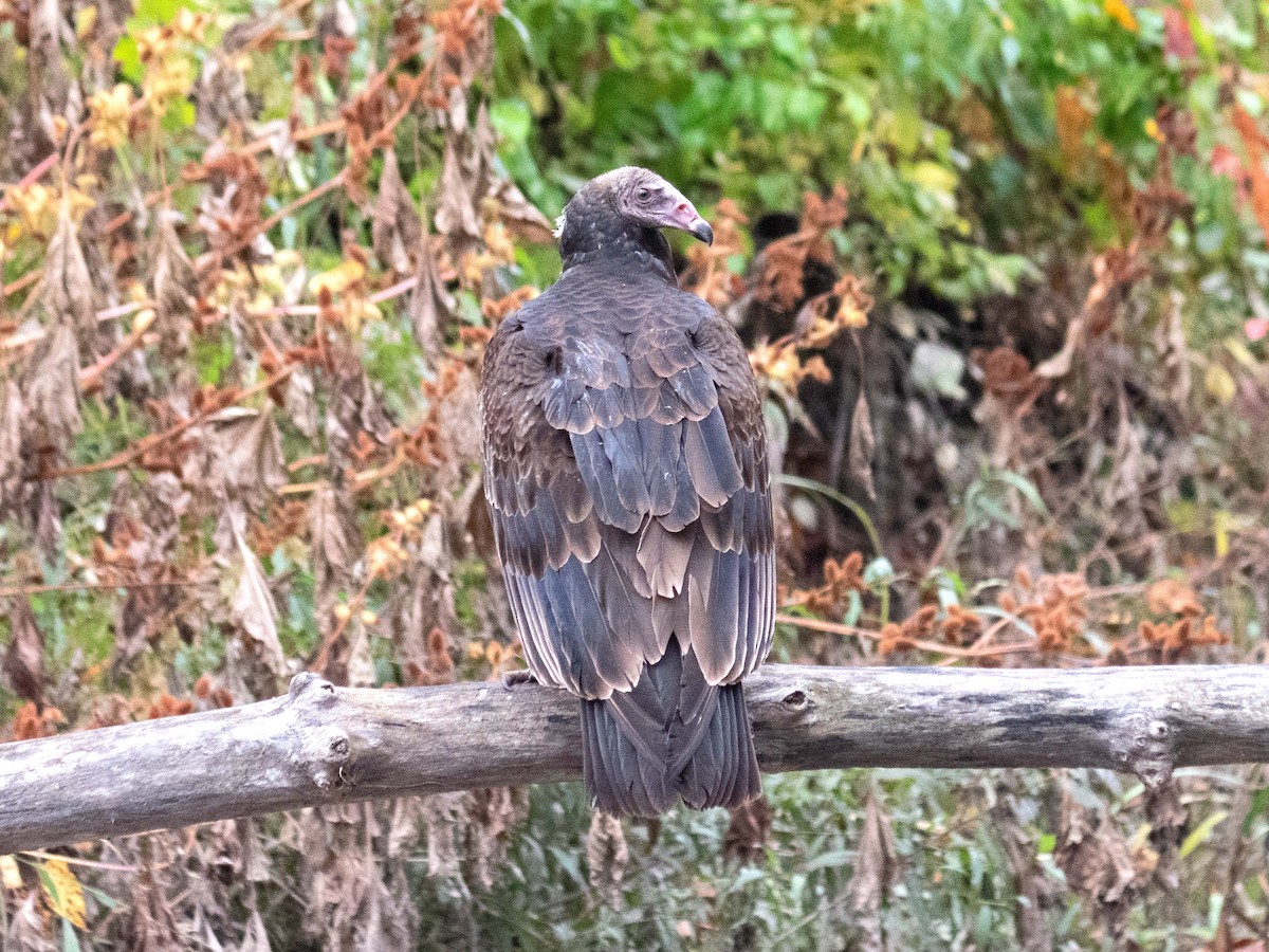 Turkey Vulture - ML494071491