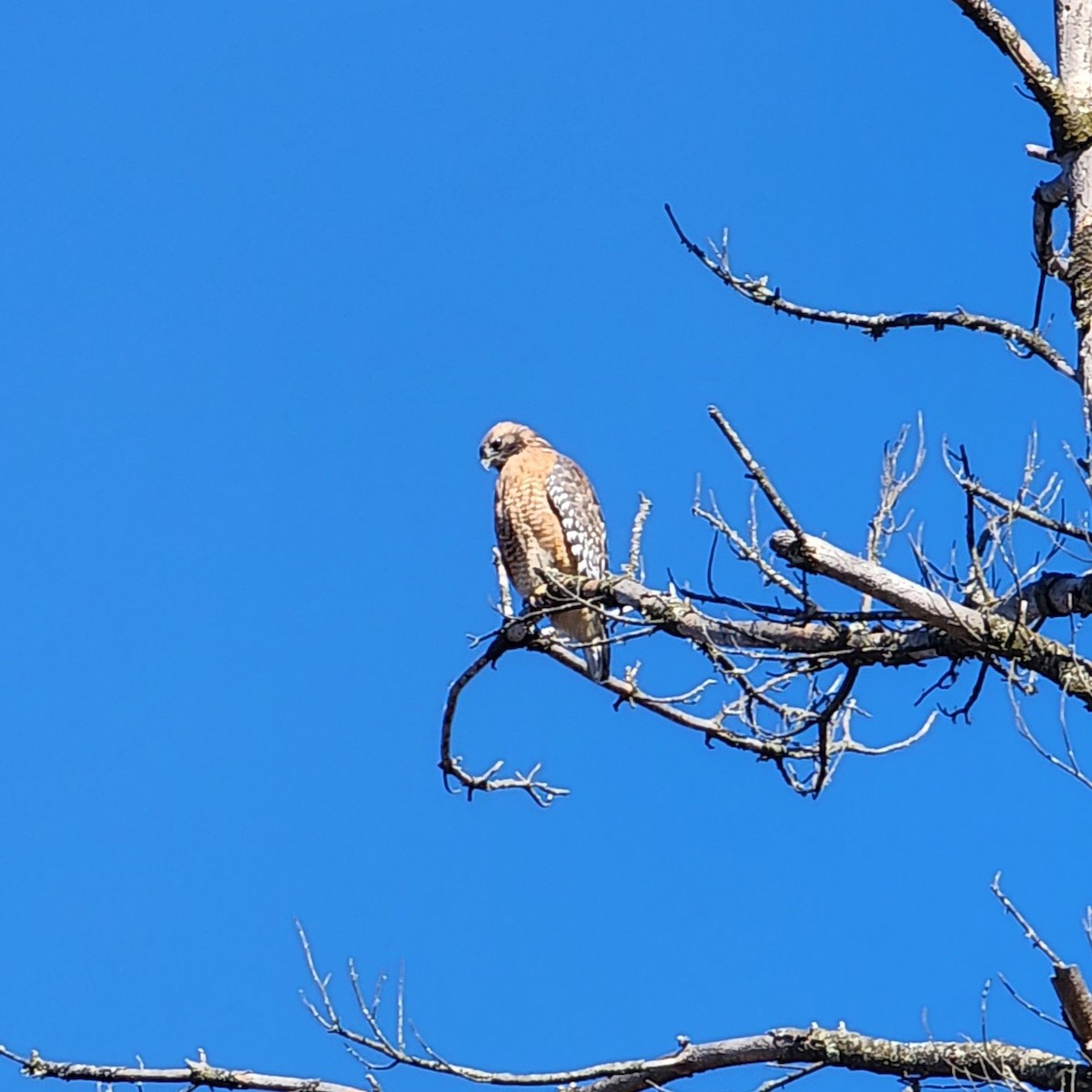 Red-shouldered Hawk - ML494072241