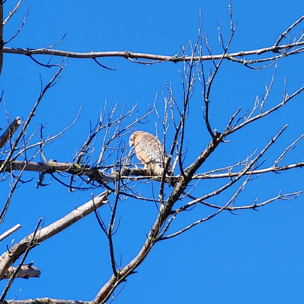 Red-shouldered Hawk - ML494072251