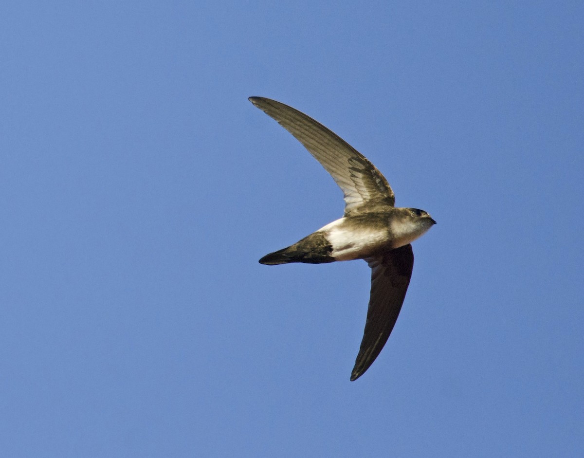 Antillean Palm Swift - Joshua van der Meulen