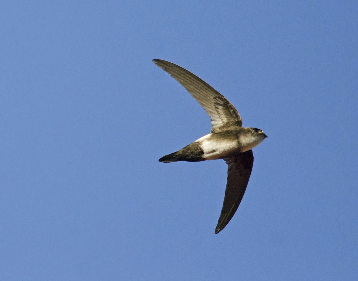 Antillean Palm Swift - ML49407231