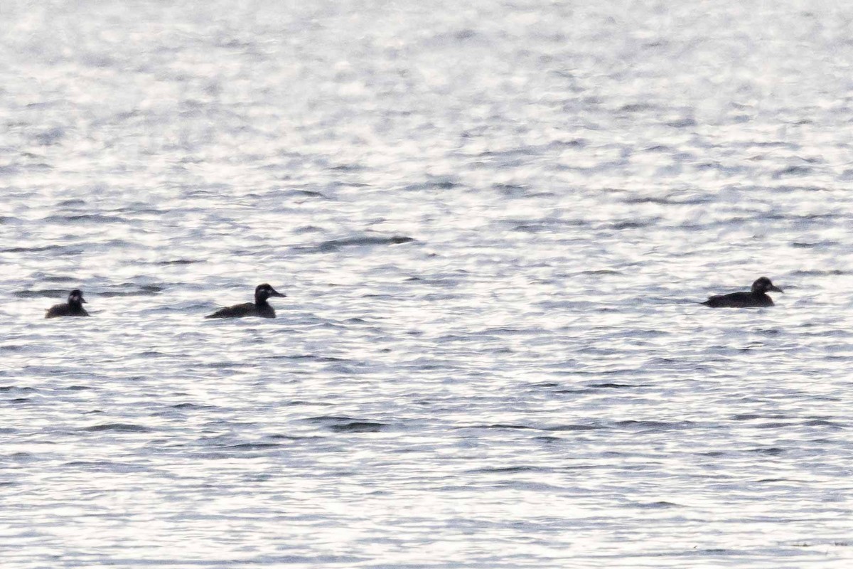 Surf Scoter - Brad Argue