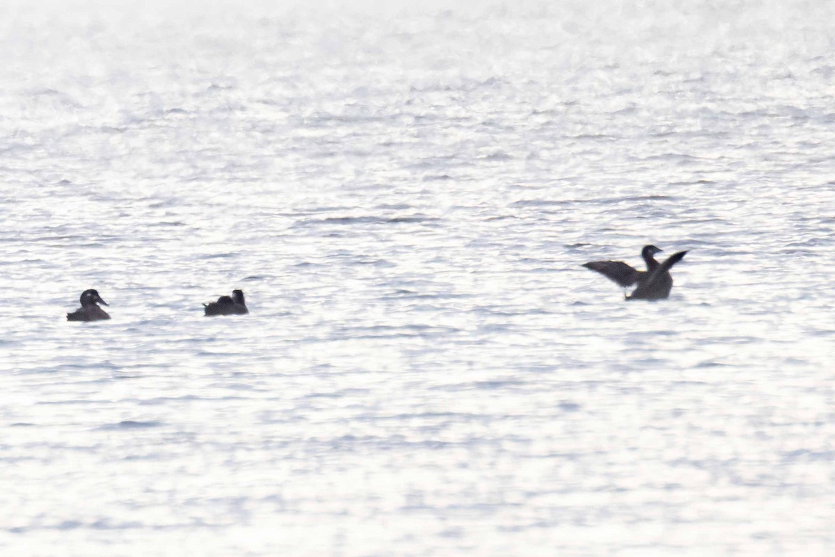 Surf Scoter - Brad Argue