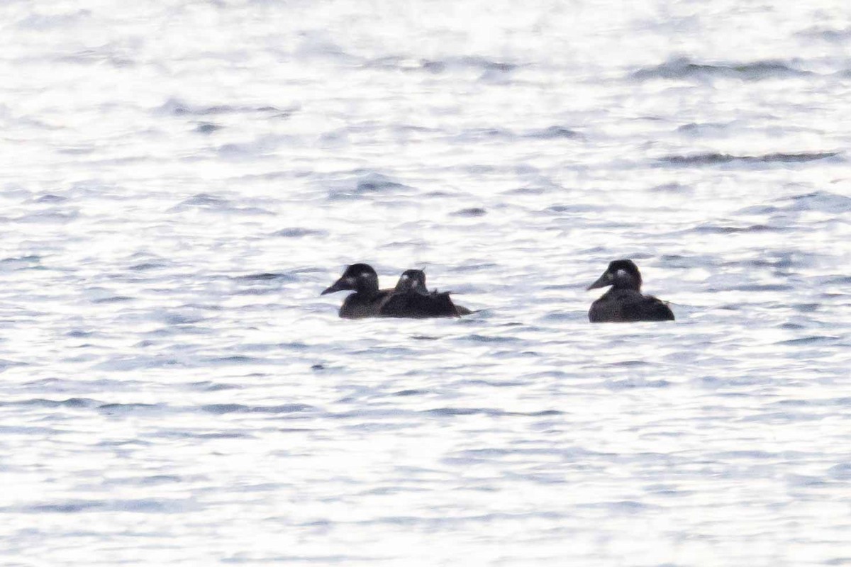 Surf Scoter - Brad Argue