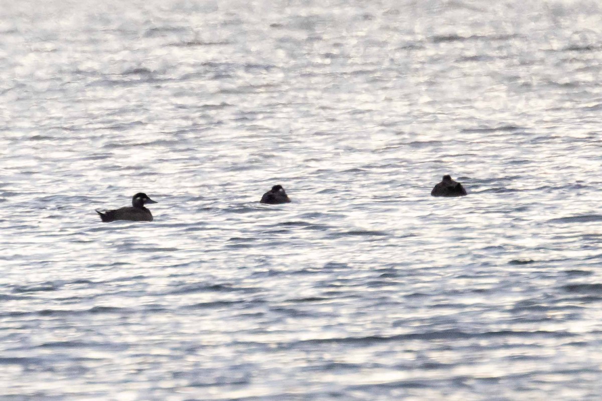 Surf Scoter - Brad Argue