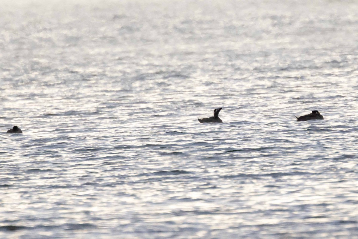 Surf Scoter - Brad Argue