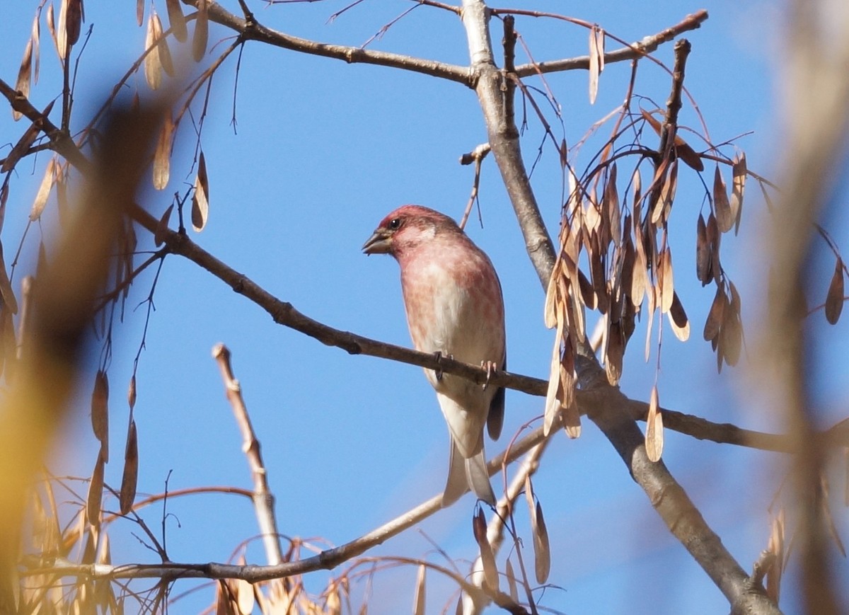 Purple Finch - ML494072551