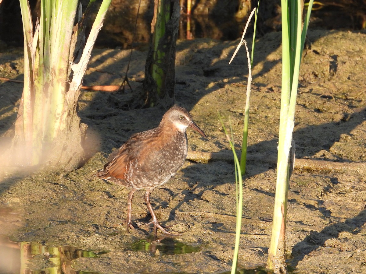 Virginia Rail - ML494072691