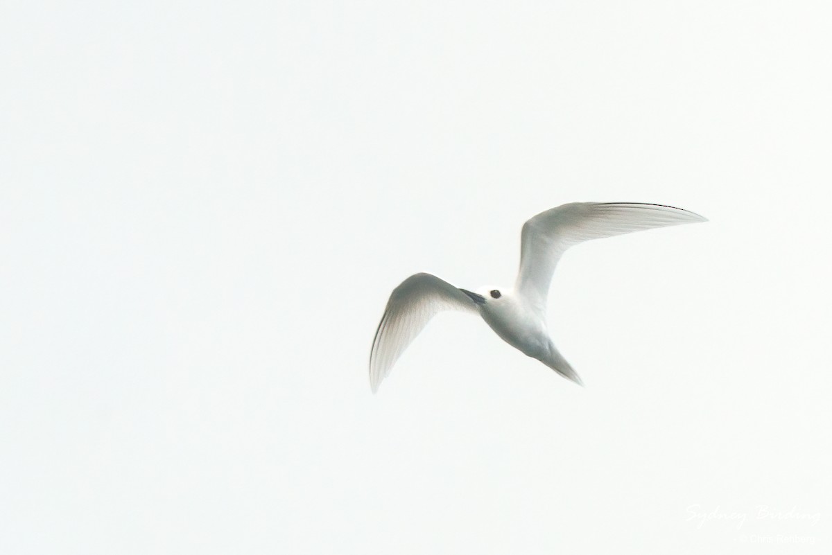 White Tern - ML494072921