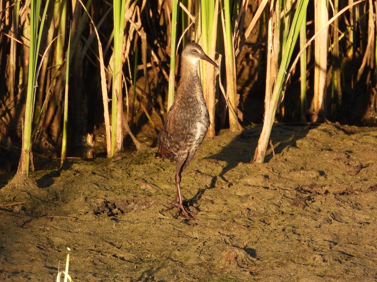 Virginia Rail - ML494073001