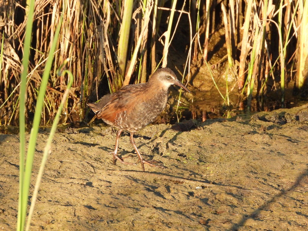 Virginia Rail - ML494073281