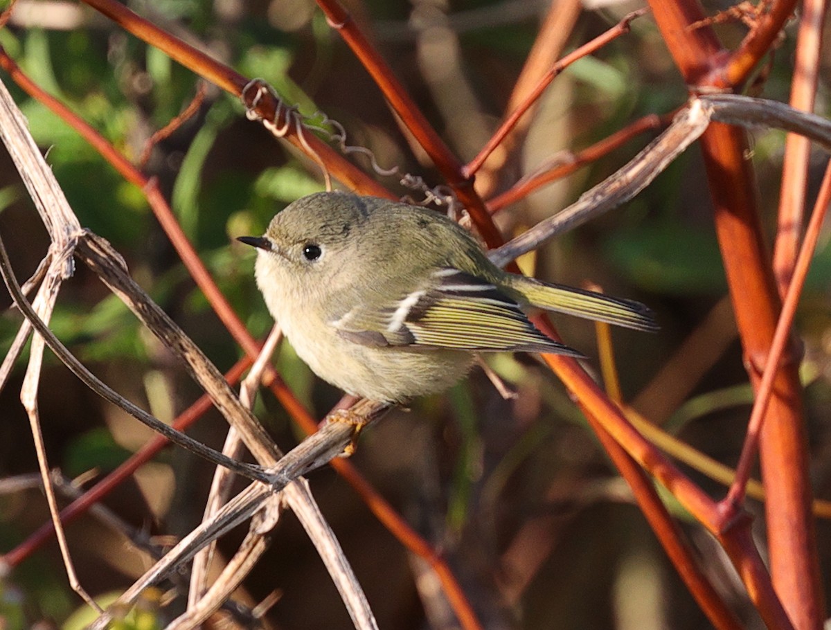 Ruby-crowned Kinglet - ML494074051