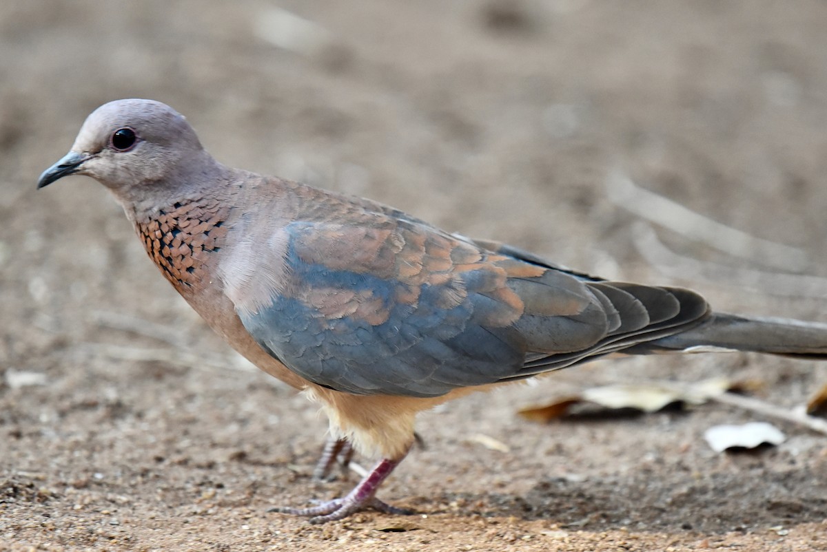 Laughing Dove - ML494074161
