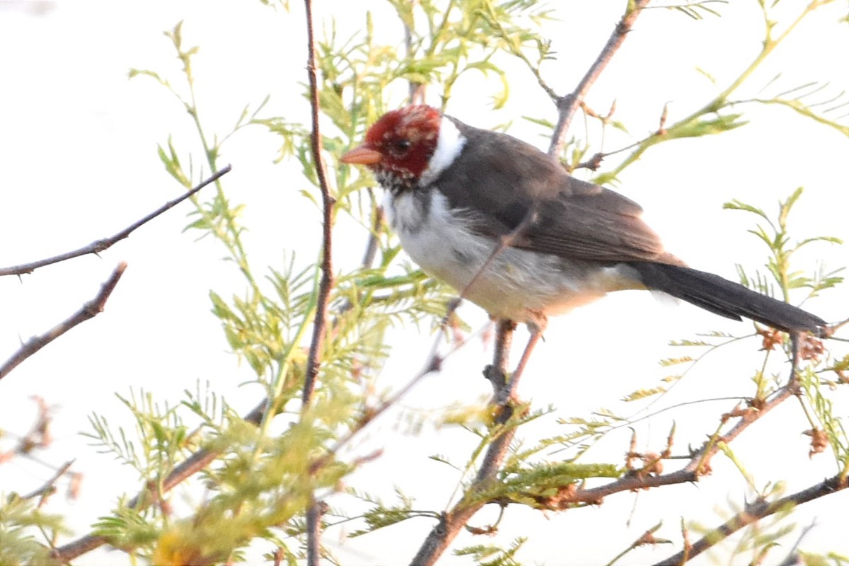 Yellow-billed Cardinal - ML494074311