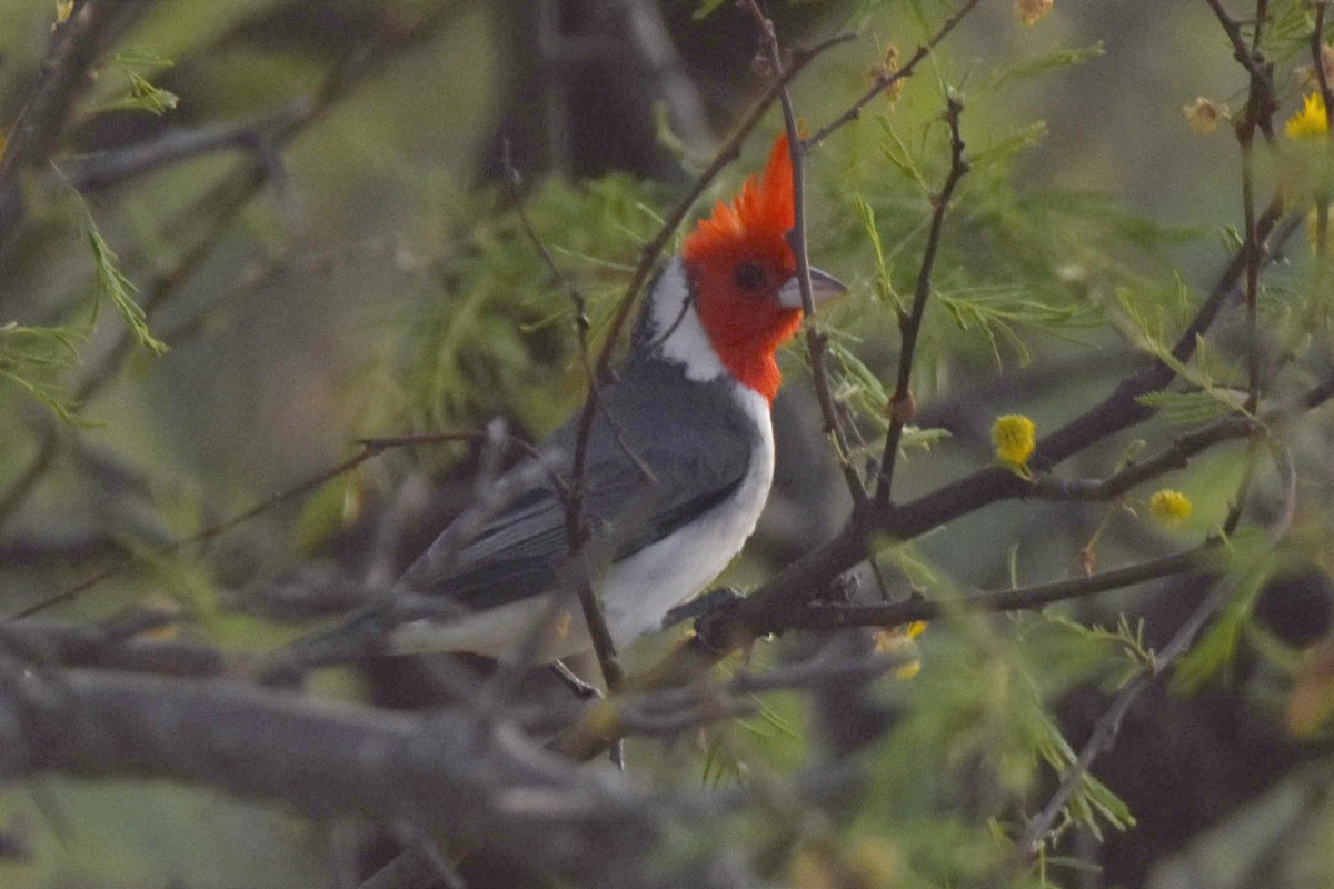 Red-crested Cardinal - ML494075051