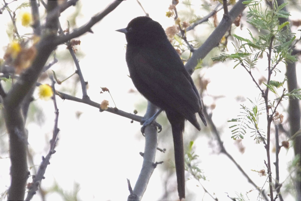 Variable Oriole - ML494075571