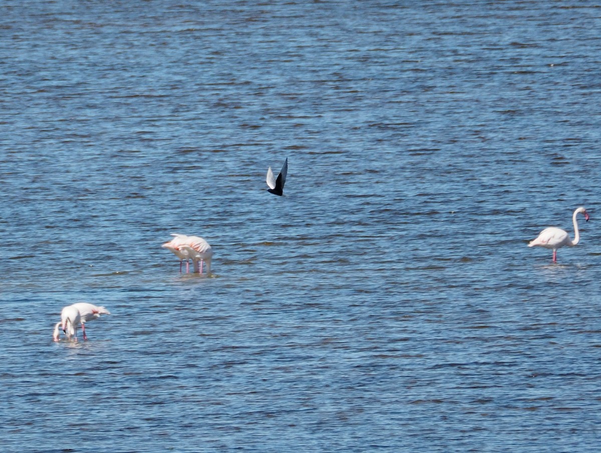 White-winged Tern - Florian Olivier