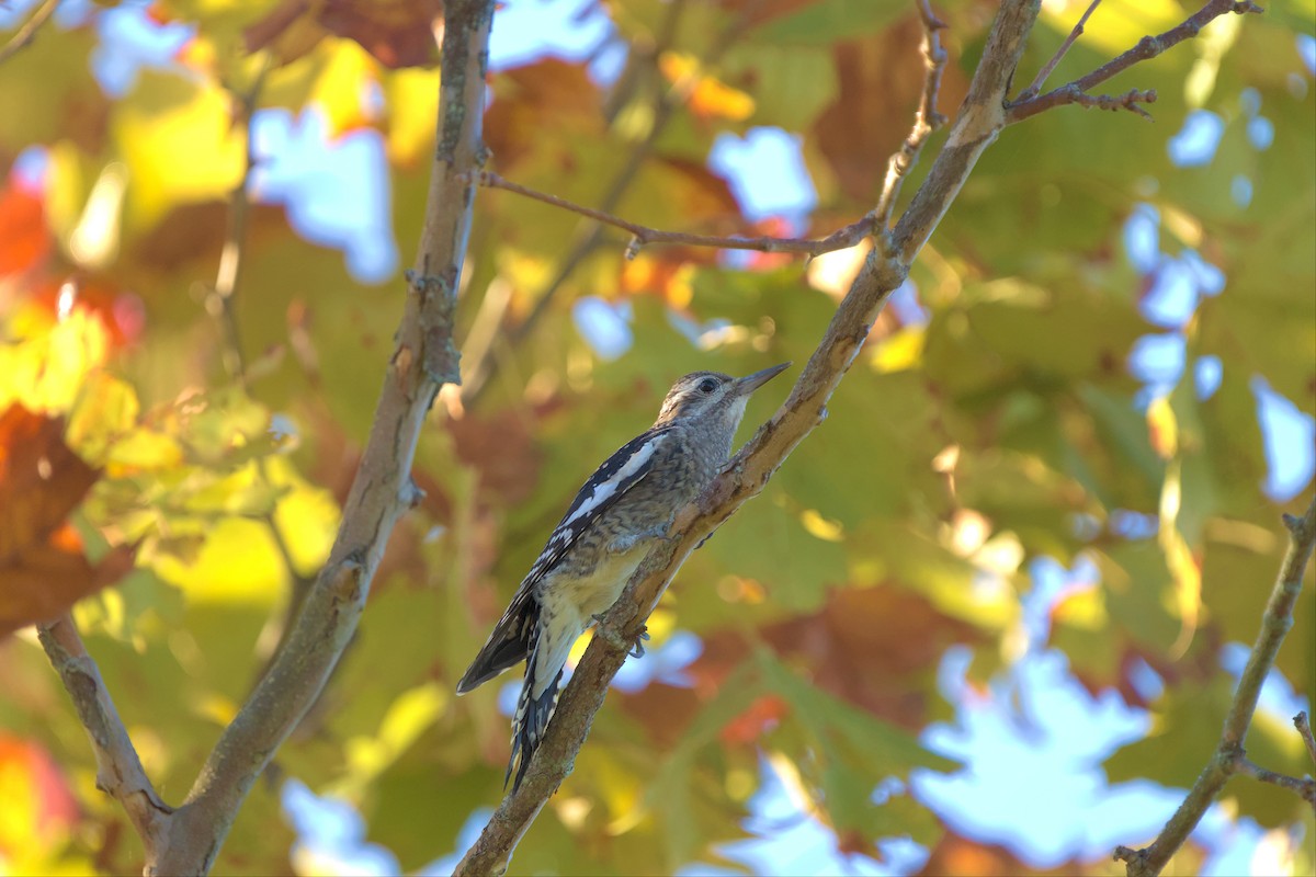 Yellow-bellied Sapsucker - ML494075931