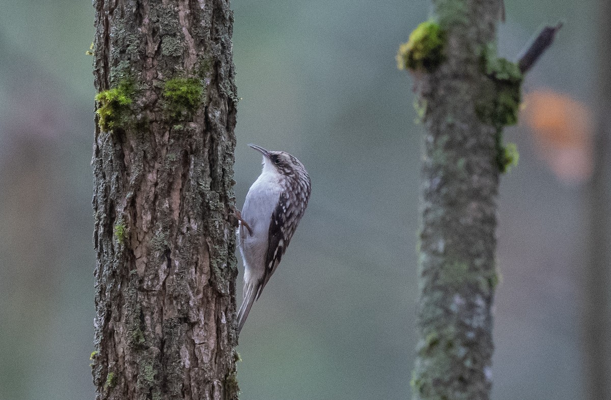 Brown Creeper - ML494076511