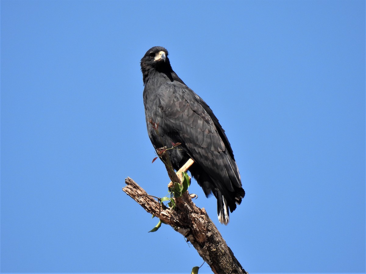 Busardo Urubitinga - ML494076551