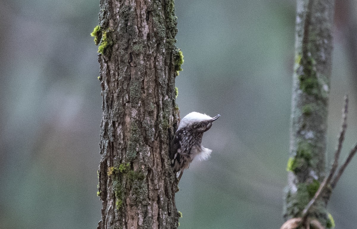 Brown Creeper - ML494076641