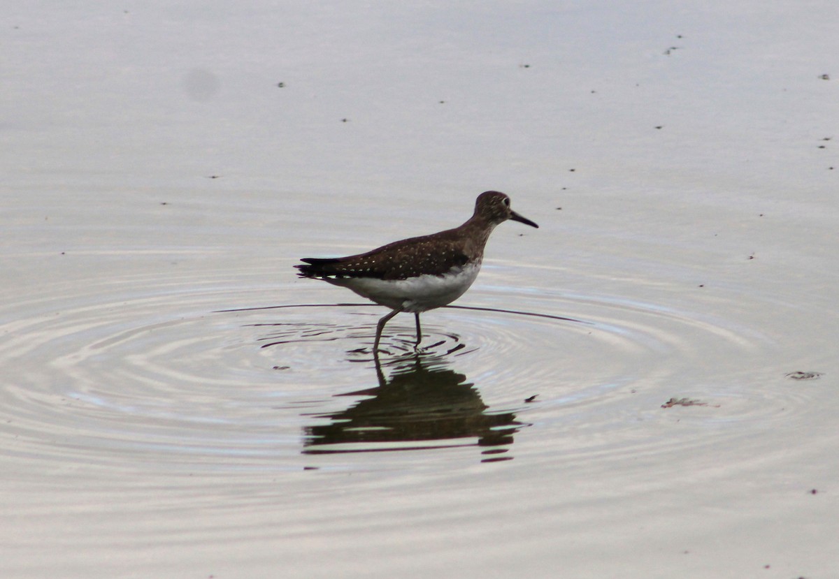 Solitary Sandpiper - ML494076821