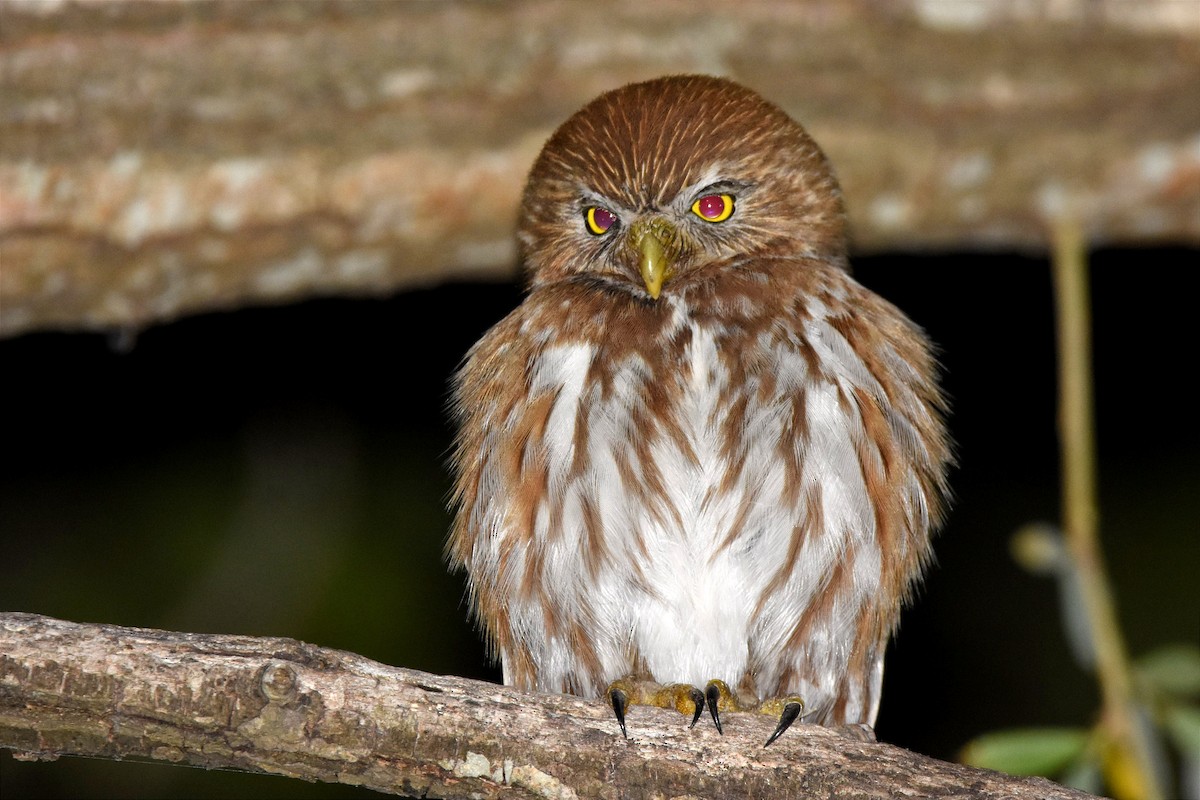 Ferruginous Pygmy-Owl - ML494076961