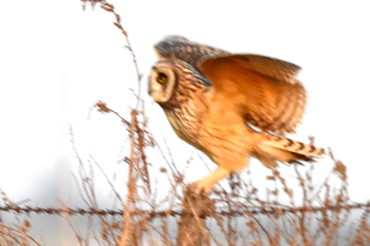 Short-eared Owl - ML494079441