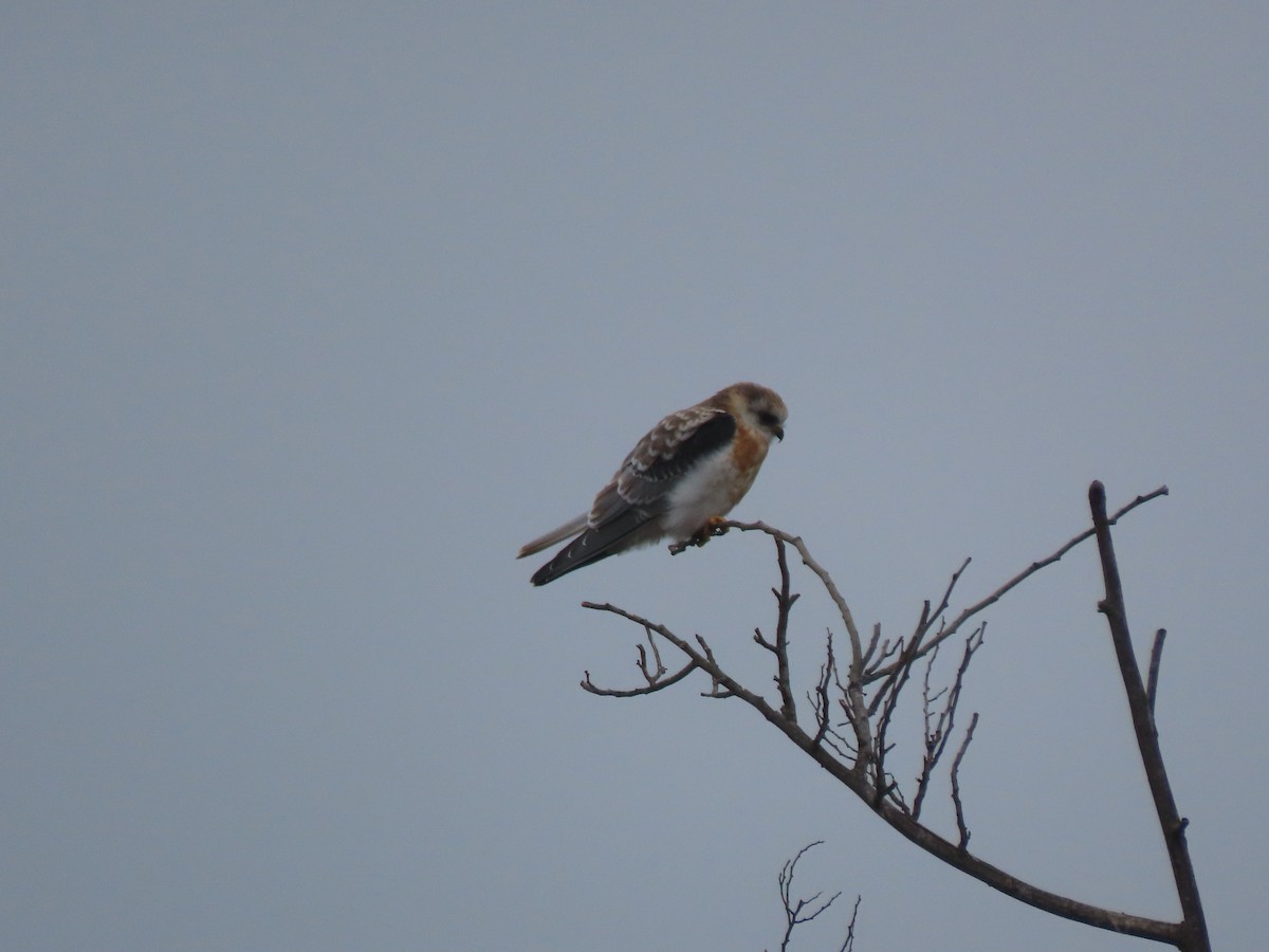 White-tailed Kite - ML494080861