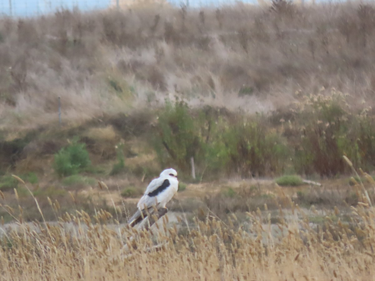 White-tailed Kite - ML494081401