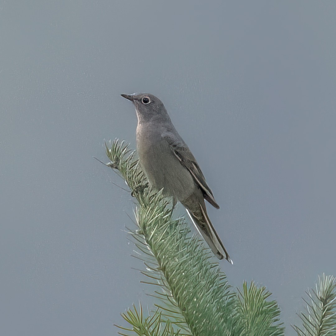 Townsend's Solitaire - ML494081631