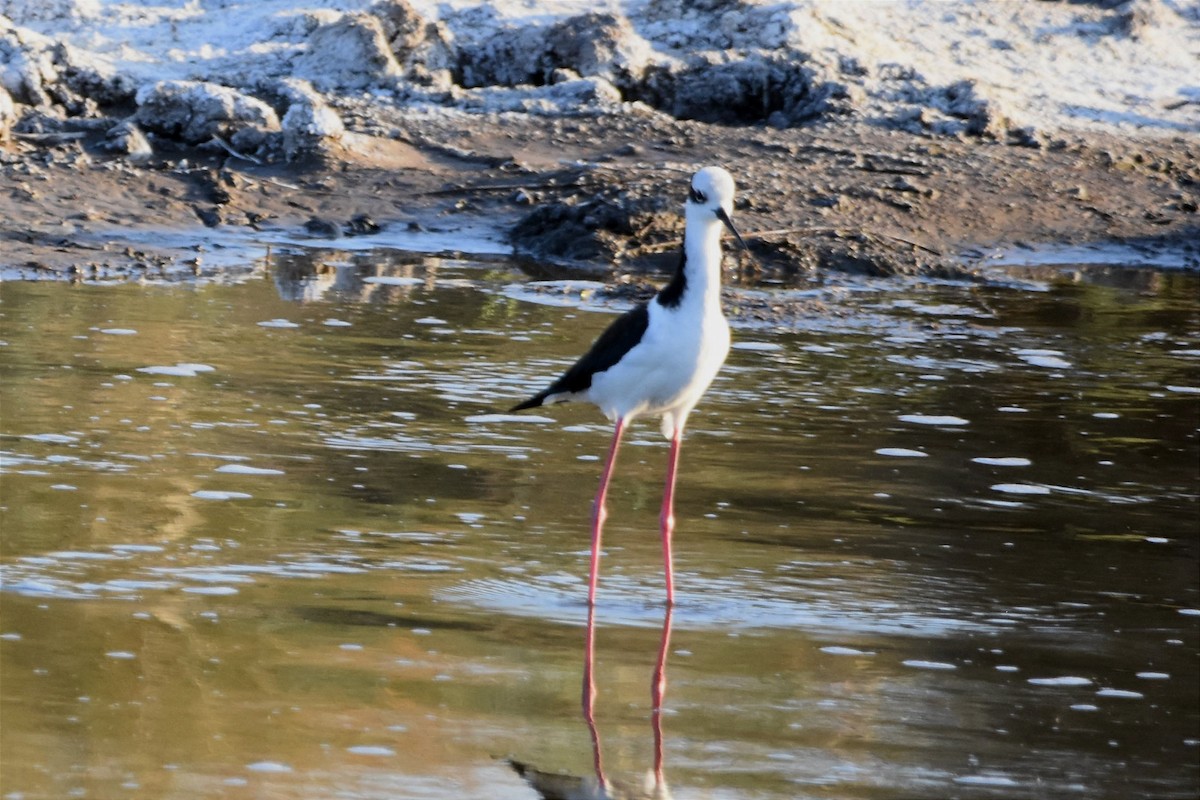 Black-necked Stilt - ML494083701