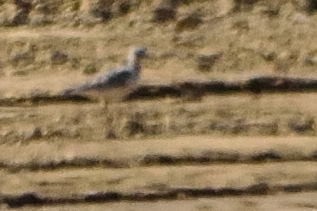 Buff-breasted Sandpiper - Rodney Crice