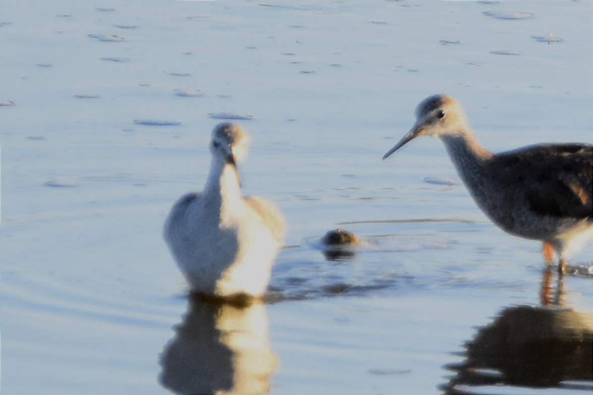 Lesser Yellowlegs - ML494084571