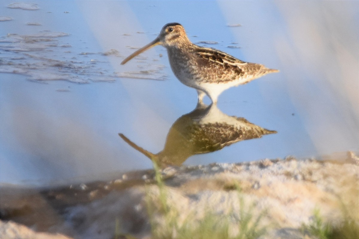 Pantanal Snipe - ML494085031