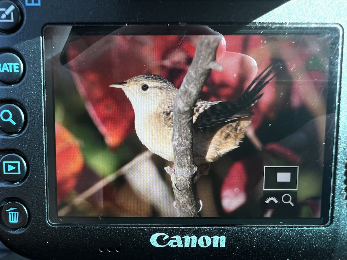 Sedge Wren - ML494088271