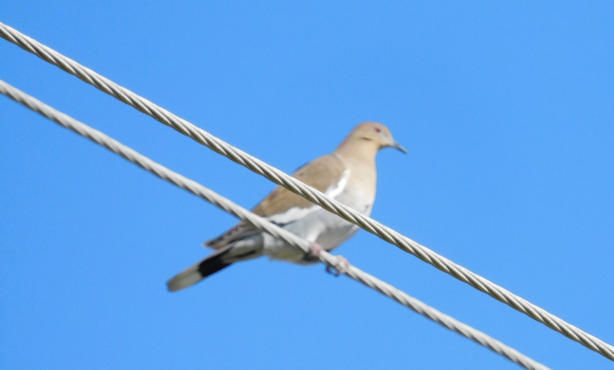 White-winged Dove - ML494089531