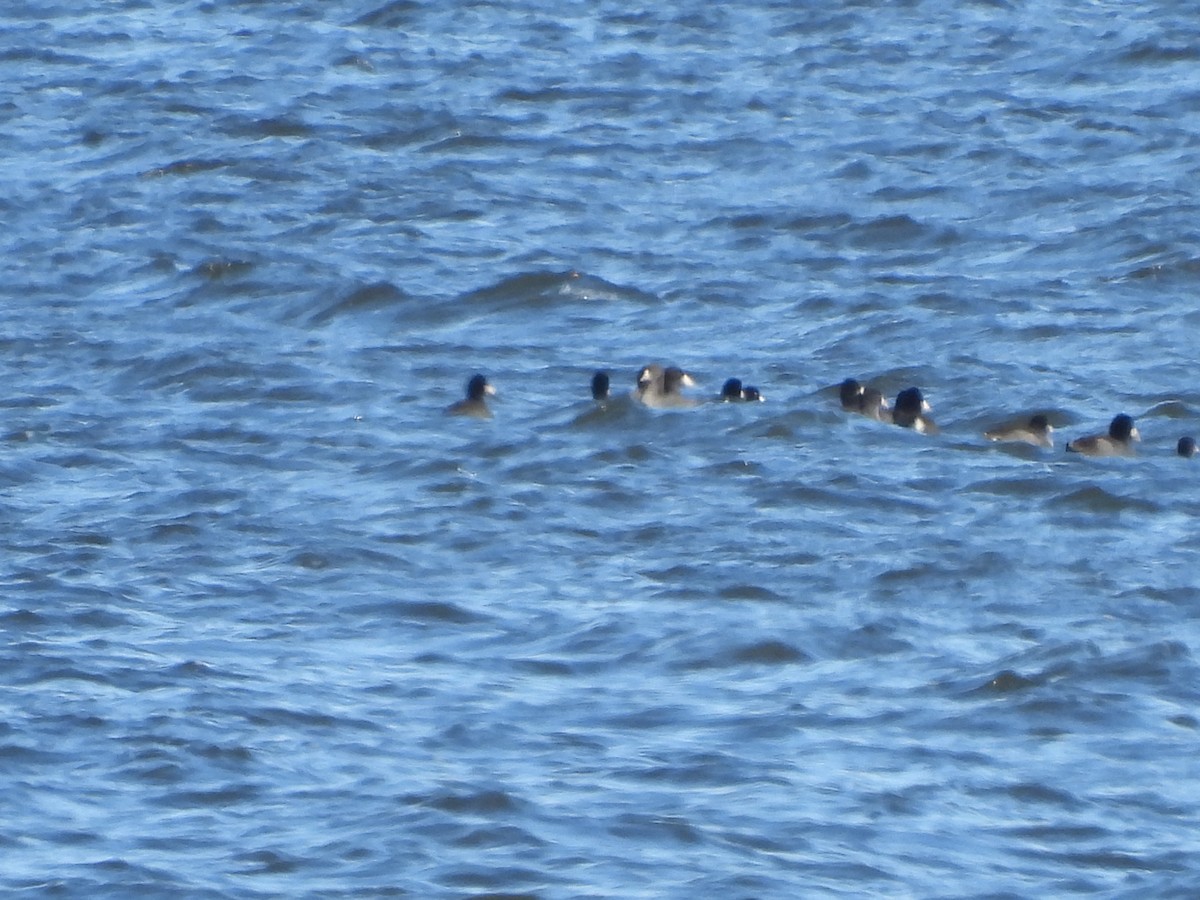 American Coot - Fannie Courtier