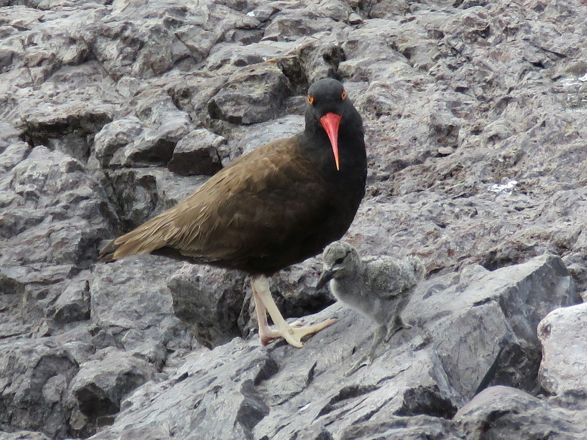 Blackish Oystercatcher - ML494091161