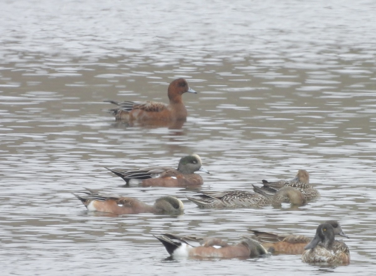 Eurasian Wigeon - ML494091321