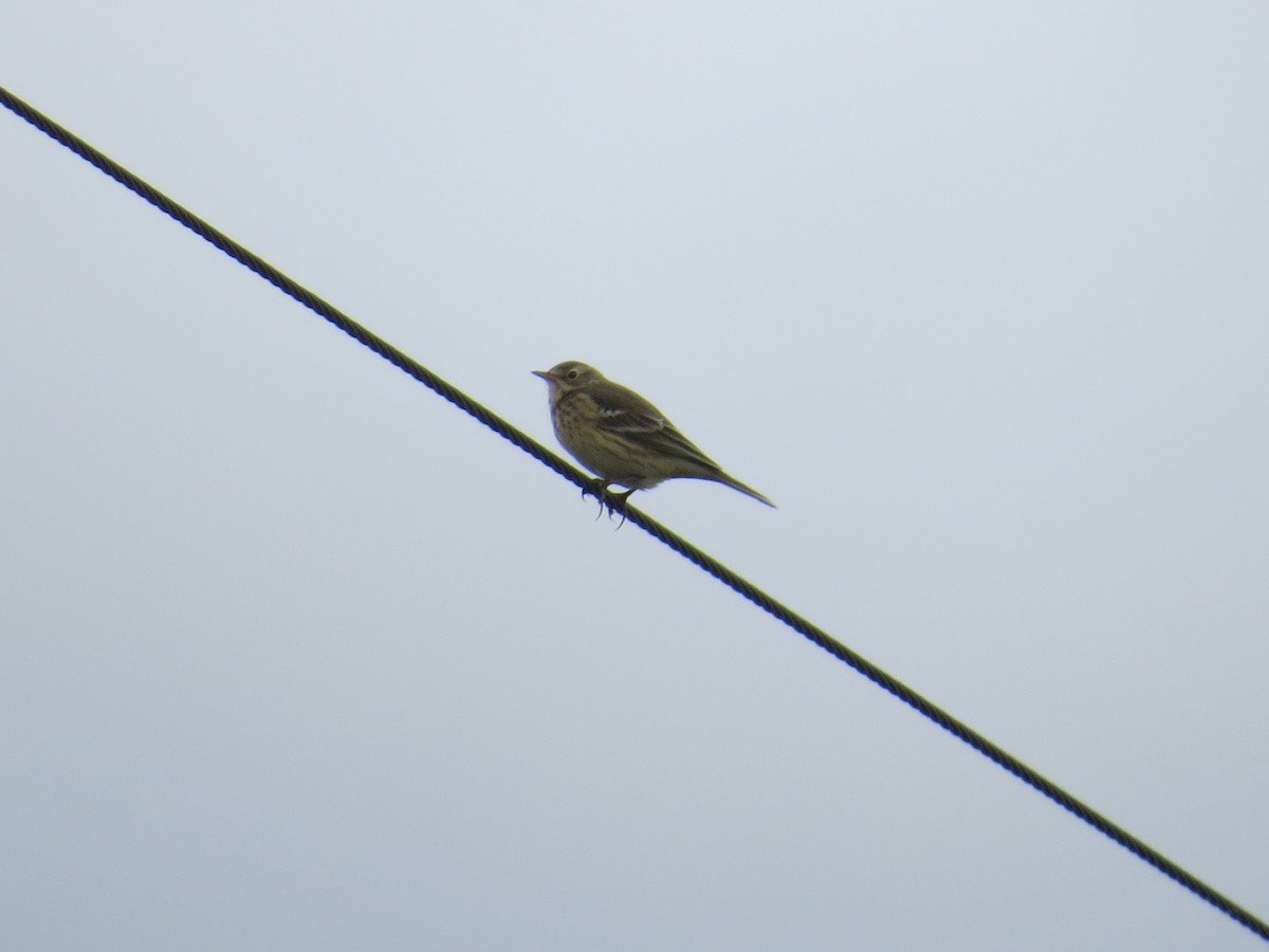 American Pipit - ML494092721