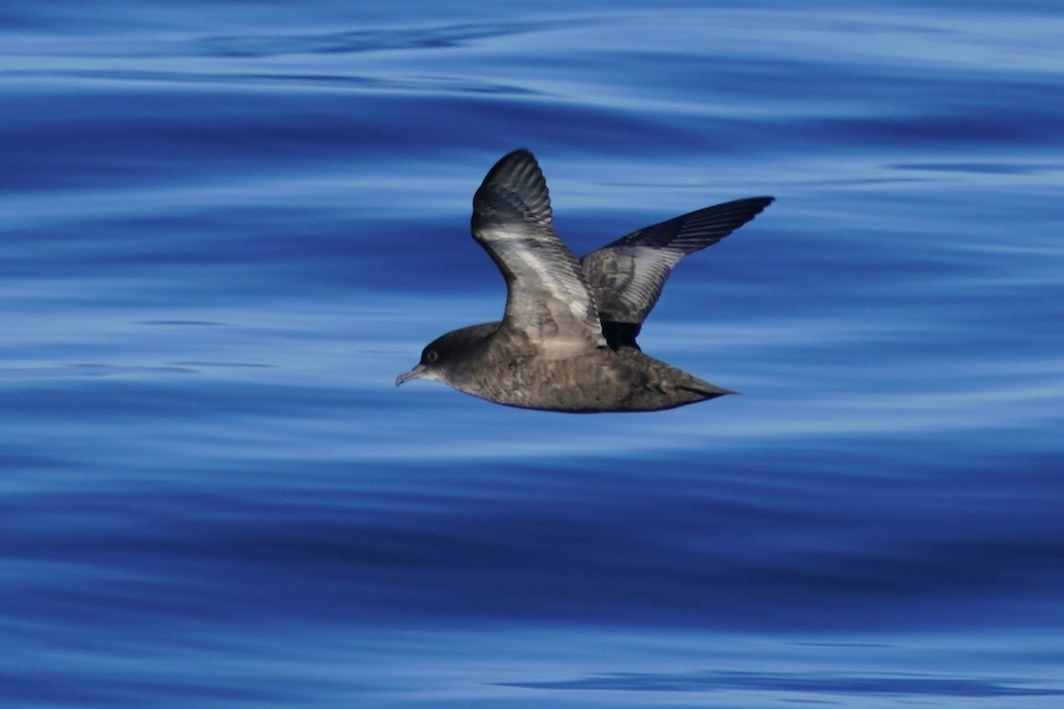 יסעור קצר-זנב - ML494092841