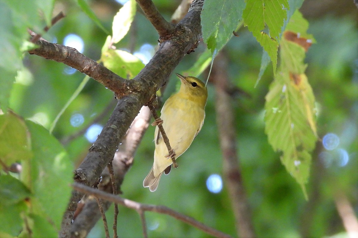 Tennessee Warbler - S. K.  Jones