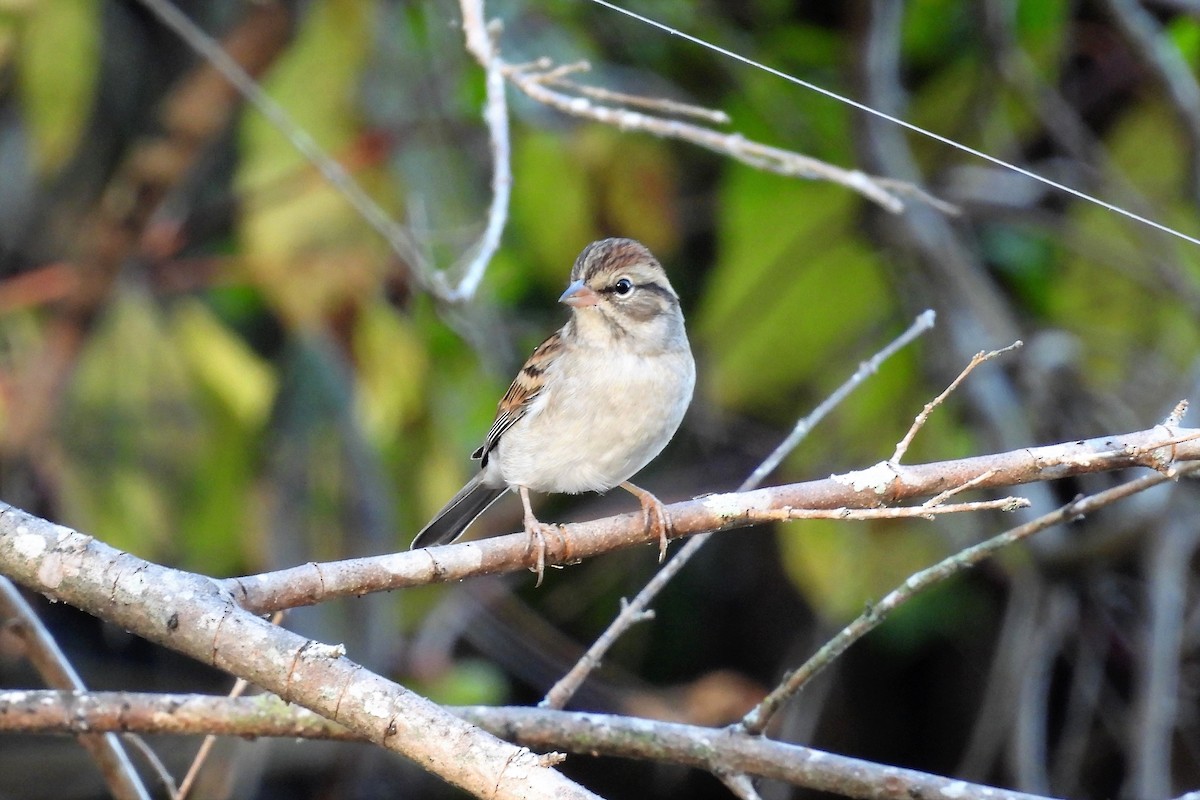 Chipping Sparrow - ML494093181
