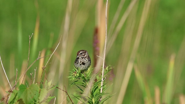 Song Sparrow - ML494093501