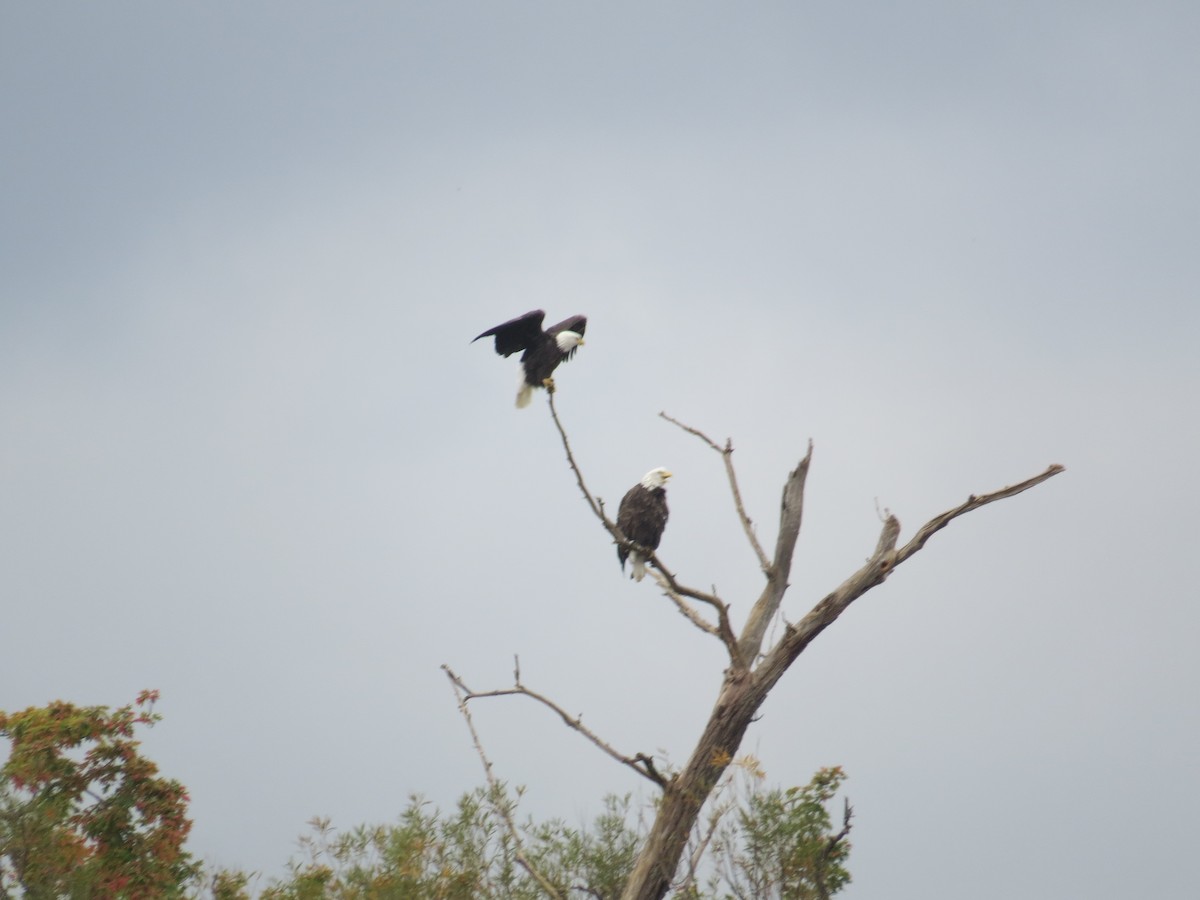 Bald Eagle - ML494093511