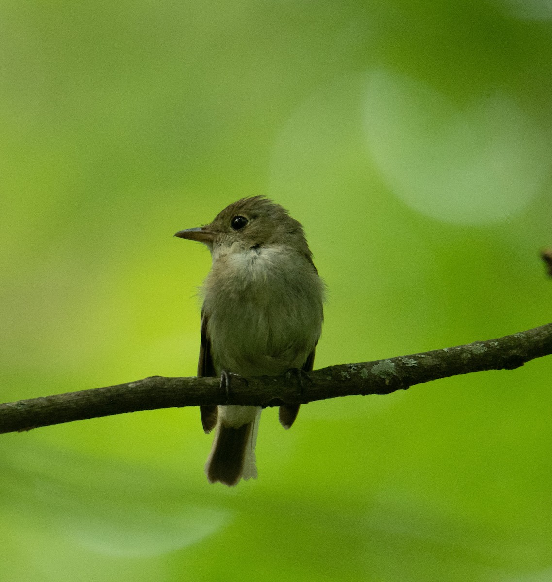 Acadian Flycatcher - ML494094031
