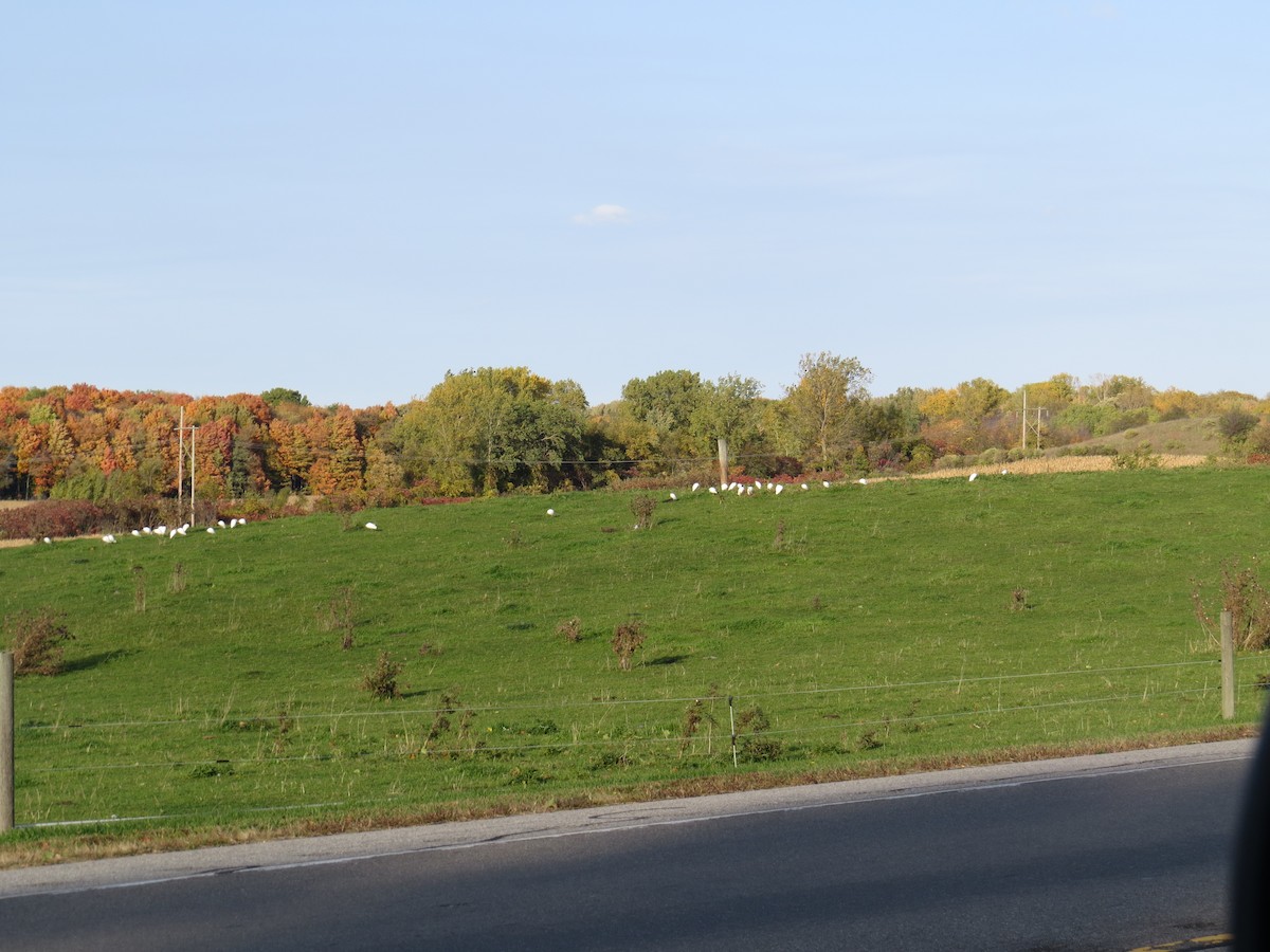 Western Cattle-Egret - ML494094271